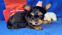 TCup Luna Boy, a male Yorkshire Terrier for sale in Perris, CA – Photo 2 of 2