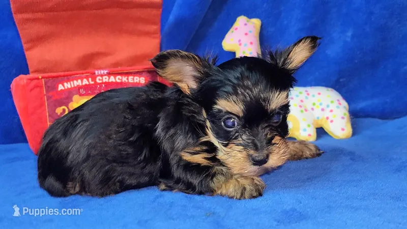 TCup Luna Boy, a male Yorkshire Terrier for sale in Perris, CA – Photo 1 of 2