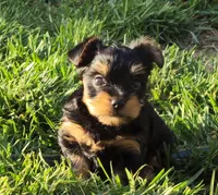 Jazzys, a male Yorkshire Terrier for sale in Perris, CA – 6 of 7