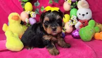 Zoeys Yellow Puppy, a female Yorkshire Terrier for sale in Perris, CA – Photo 1 of 2