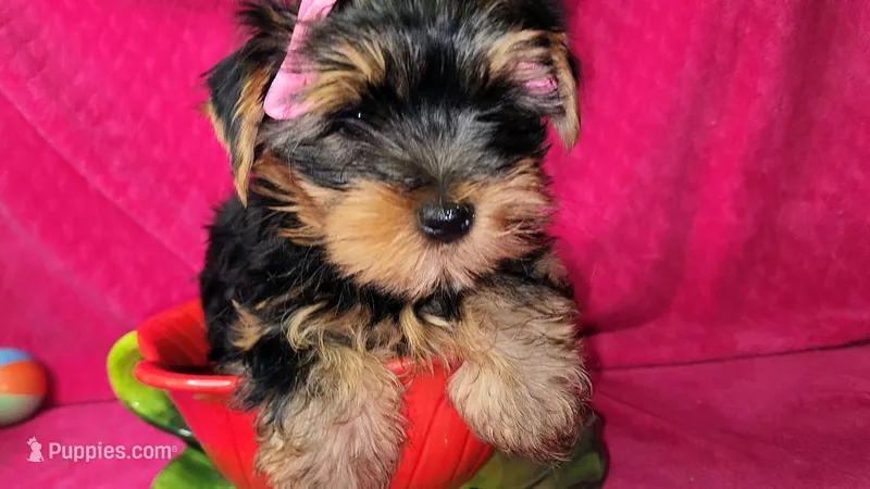 Zoeys Yellow Puppy – Yorkshire Terrier puppy for sale in Perris, CA