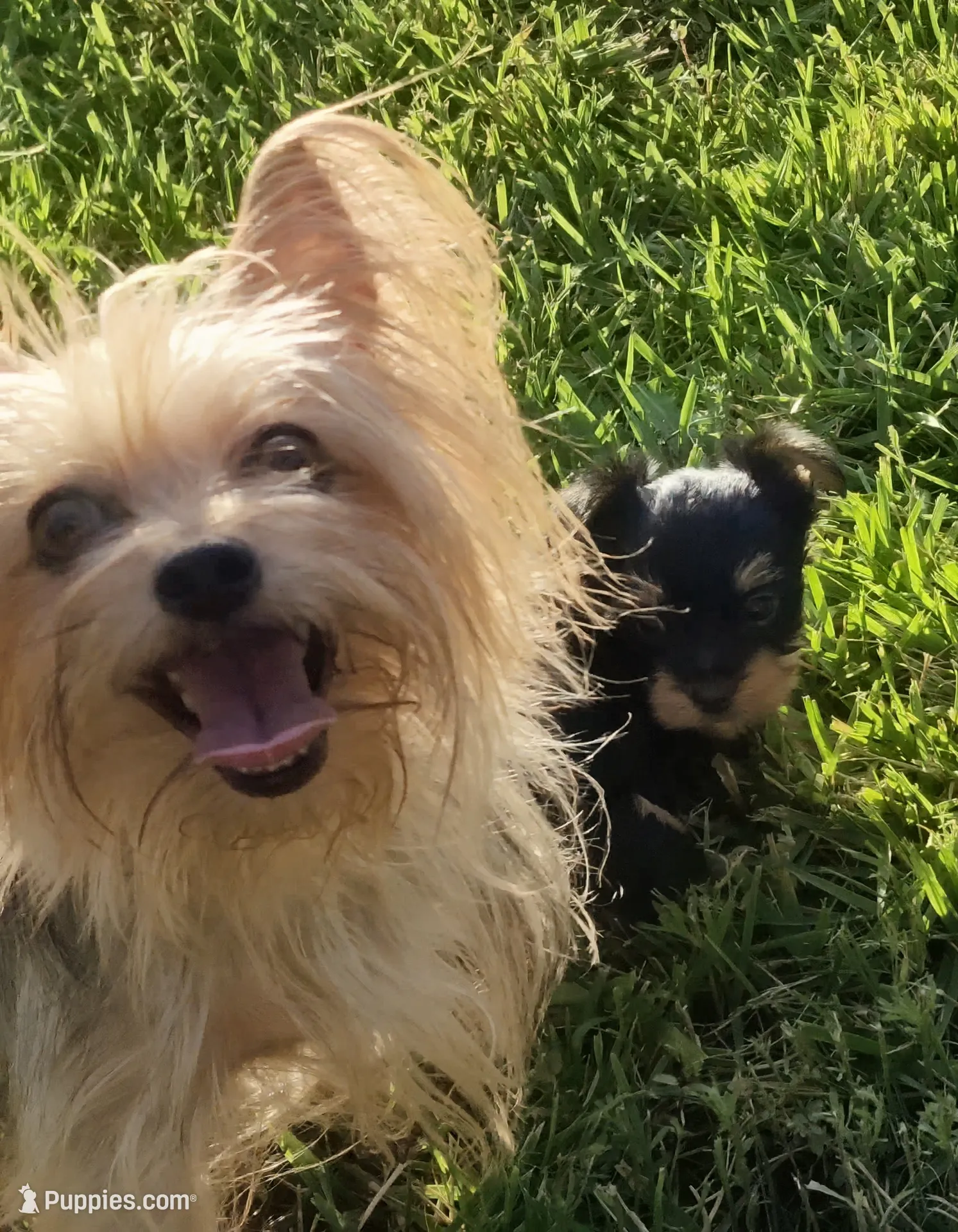 Jazzys, a male Yorkshire Terrier for sale in Perris, CA – 4 of 7