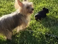 Jazzys, a male Yorkshire Terrier for sale in Perris, CA – 5 of 7