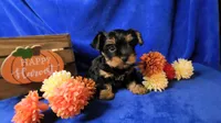 Jazzys, a male Yorkshire Terrier for sale in Perris, CA – 2 of 7