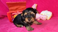 Mizzy Girl 1, a female Yorkshire Terrier for sale in Perris, CA – 1 of 1