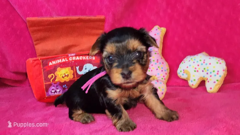 Mizzy Girl 2, a female Yorkshire Terrier for sale in Perris, CA – Photo 1 of 1