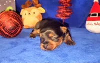 Sammy, a male Yorkshire Terrier for sale in Perris, CA – 2 of 2