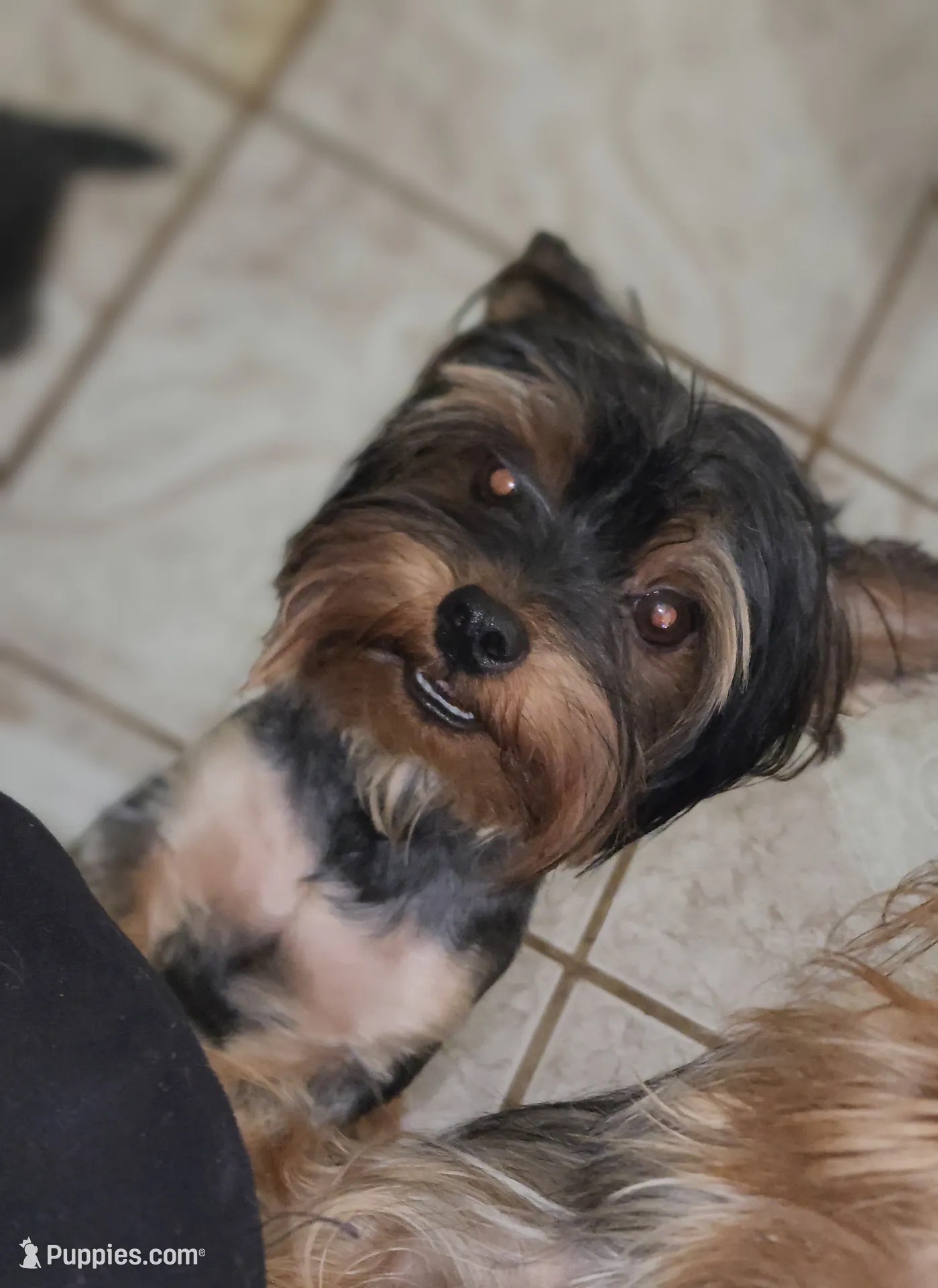 Jazzys, a male Yorkshire Terrier for sale in Perris, CA – 7 of 7