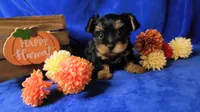 Jazzys, a male Yorkshire Terrier for sale in Perris, CA – 3 of 7