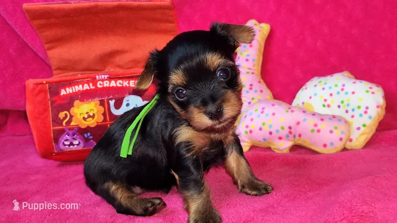 Mizzy Puppy 3, a female Yorkshire Terrier for sale in Perris, CA – Photo 1 of 1