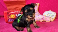 Mizzy Puppy 3, a female Yorkshire Terrier for sale in Perris, CA – 1 of 1