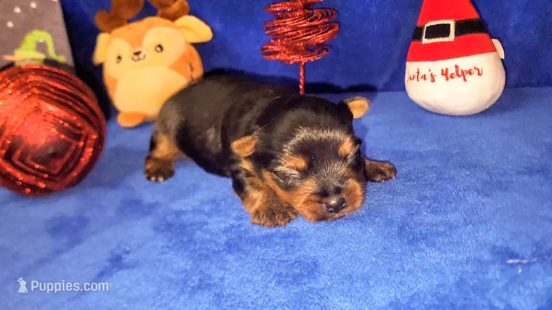 Sammy – Yorkshire Terrier puppy for sale in Perris, CA