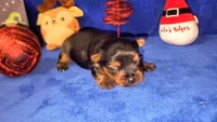 Sammy, a male Yorkshire Terrier for sale in Perris, CA – 1 of 2