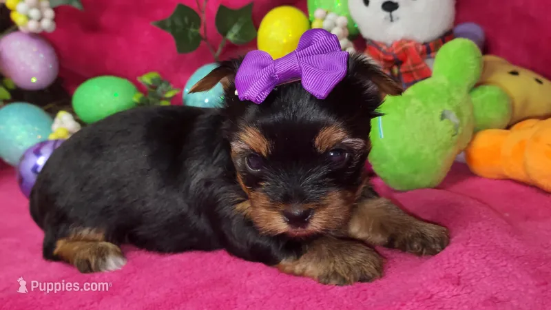 Zoeys Puppy, a female Yorkshire Terrier for sale in Perris, CA – Photo 1 of 2