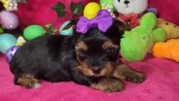 Zoeys Puppy, a female Yorkshire Terrier for sale in Perris, CA – Photo 1 of 2