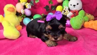 Zoeys Puppy, a female Yorkshire Terrier for sale in Perris, CA – Photo 2 of 2