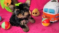 Zoeys Teacup Puppy, a female Yorkshire Terrier for sale in Perris, CA – Photo 2 of 2