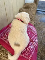 Pink, a female Great Pyrenees for sale in Manchester, MD – 4 of 4
