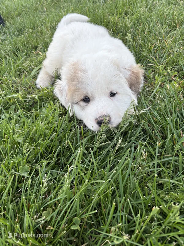 Red – Great Pyrenees puppy for sale in Manchester, MD