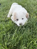 Red, a male Great Pyrenees for sale in Manchester, MD – 1 of 4