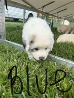 Blue, a male Great Pyrenees for sale in Manchester, MD – 2 of 3