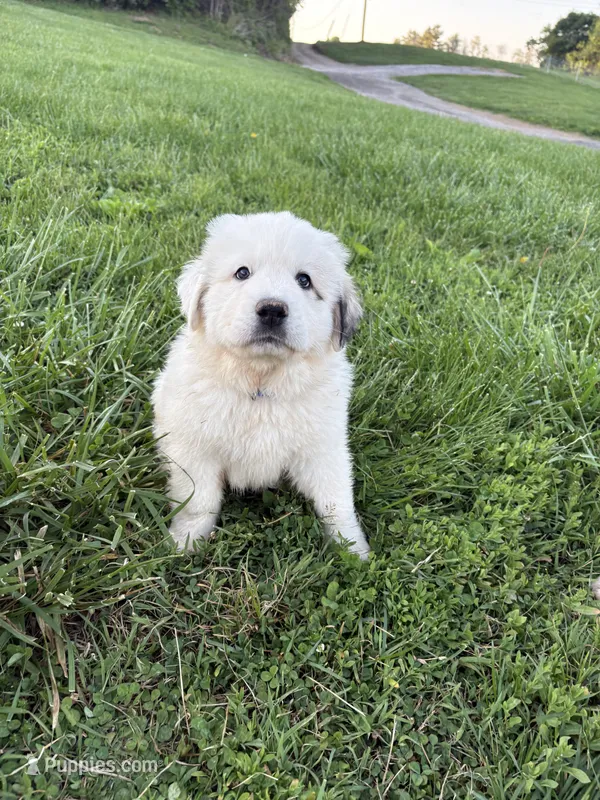 Blue – Great Pyrenees puppy for sale in Manchester, MD