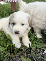Red, a male Great Pyrenees for sale in Manchester, MD – 3 of 4