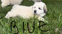 Blue, a male Great Pyrenees for sale in Manchester, MD – 3 of 3