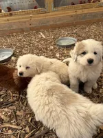 Red, a male Great Pyrenees for sale in Manchester, MD – 4 of 4