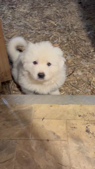 Purple, a female Great Pyrenees for sale in Manchester, MD – 3 of 3