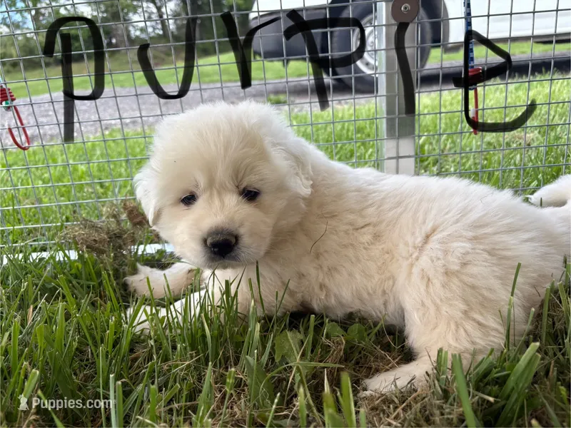 Purple – Great Pyrenees puppy for sale in Manchester, MD