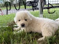 Purple, a female Great Pyrenees for sale in Manchester, MD – 1 of 3