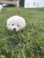 Pink, a female Great Pyrenees for sale in Manchester, MD – 2 of 4