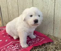 Pink, a female Great Pyrenees for sale in Manchester, MD – 3 of 4