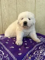 Purple, a female Great Pyrenees for sale in Manchester, MD – 2 of 3