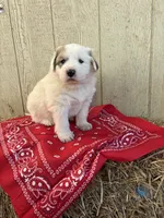 Red, a male Great Pyrenees for sale in Manchester, MD – 2 of 4
