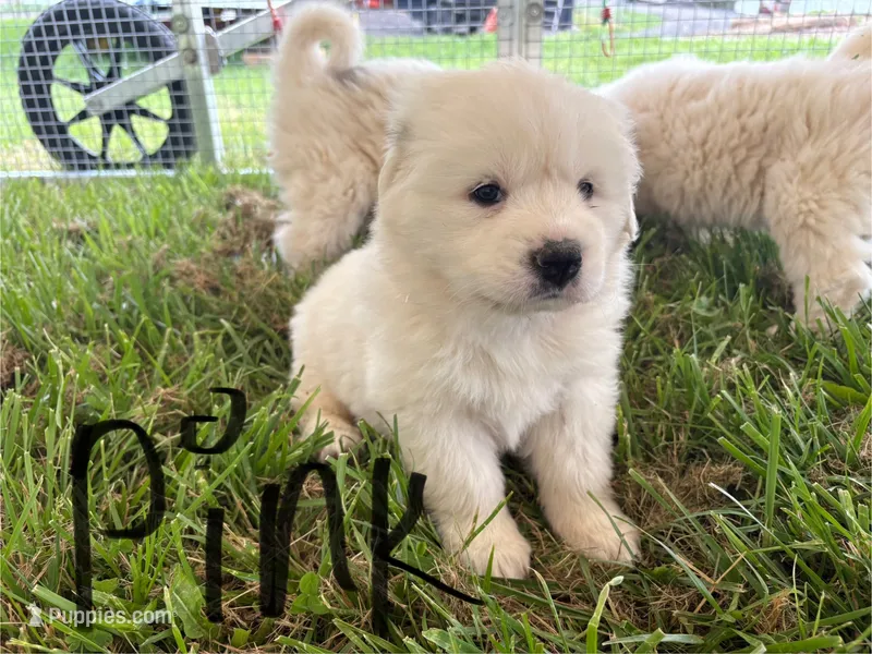 Pink – Great Pyrenees puppy for sale in Manchester, MD