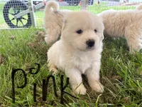 Pink, a female Great Pyrenees for sale in Manchester, MD – 1 of 4