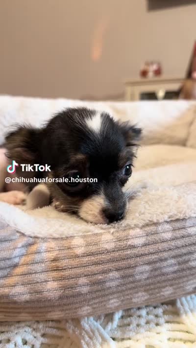 Apollo, a male Chihuahua for sale in Porter, TX – 3 of 3