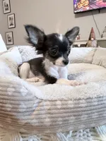 Apollo, a male Chihuahua for sale in Porter, TX – 2 of 3