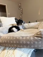 Apollo, a male Chihuahua for sale in Porter, TX – 1 of 3