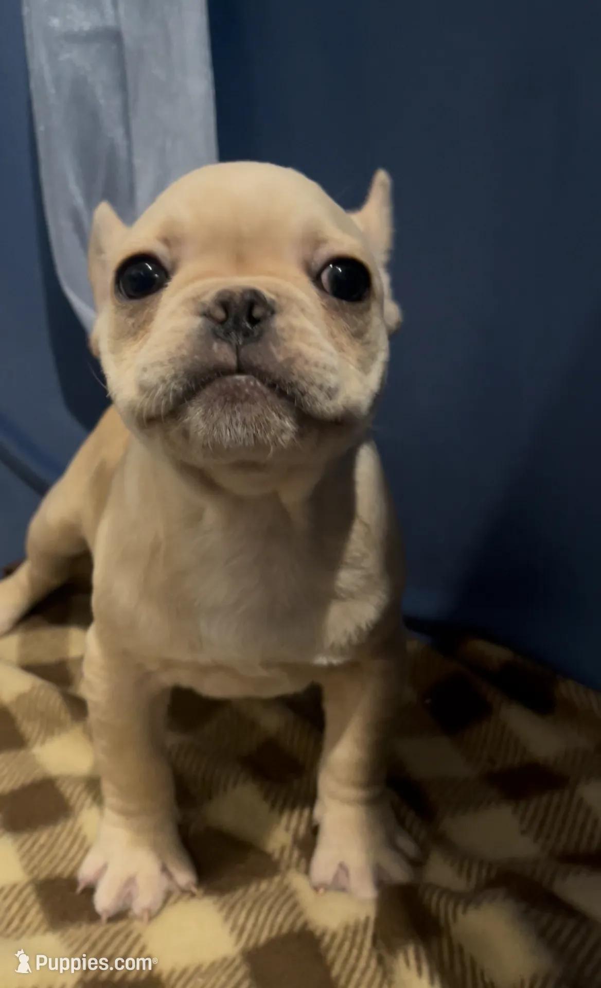 Draygo, a male French Bulldog for sale in Dinuba, CA – Photo 2 of 2