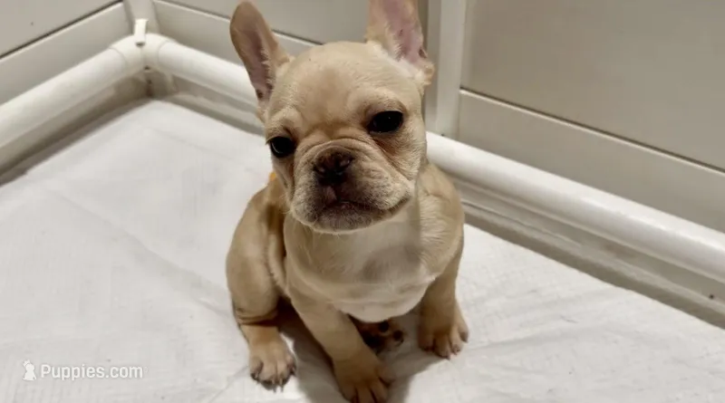 Draygo – French Bulldog puppy for sale in Dinuba, CA