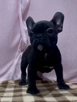 Dot, a female French Bulldog for sale in Dinuba, CA – Photo 1 of 2