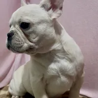 Snowflake, a female French Bulldog for sale in Dinuba, CA – Photo 1 of 2