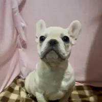 Snowflake, a female French Bulldog for sale in Dinuba, CA – Photo 2 of 2