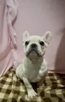Snowflake, a female French Bulldog for sale in Dinuba, CA – Photo 2 of 2