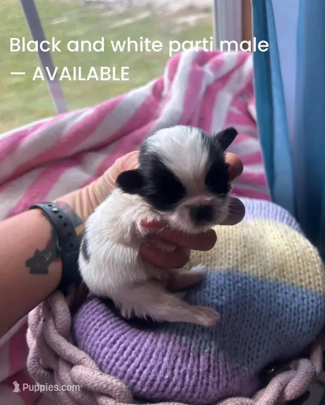 Tiny black and white boy 1 – Pekingese puppy for sale in Sneads Ferry, NC