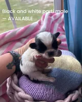 Tiny black and white boy 1, a male Pekingese for sale in Sneads Ferry, NC – Photo 1 of 3