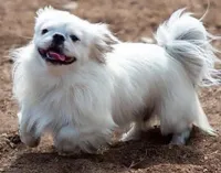 Tiny black and white boy 1, a male Pekingese for sale in Sneads Ferry, NC – Photo 3 of 3